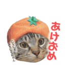 マルんぷ（個別スタンプ：40）