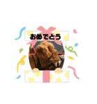 ここハウス（個別スタンプ：1）