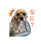 アメコカのろいくん（個別スタンプ：7）
