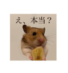 おまるとおもち。（日常ver）（個別スタンプ：1）