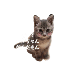 猫のパーキー（個別スタンプ：1）