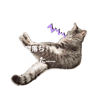 猫のパーキー（個別スタンプ：2）
