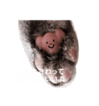 猫のパーキー（個別スタンプ：3）