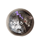 猫のパーキー（個別スタンプ：4）