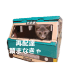 猫のパーキー（個別スタンプ：5）