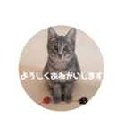 猫のパーキー（個別スタンプ：6）