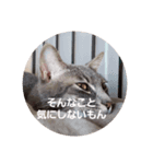 猫のパーキー（個別スタンプ：8）