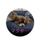 祝福する上野坊主スタンプ！と犬（個別スタンプ：6）