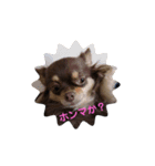 祝福する上野坊主スタンプ！と犬（個別スタンプ：7）