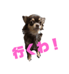 祝福する上野坊主スタンプ！と犬（個別スタンプ：8）