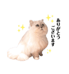 powa ＆ chami（個別スタンプ：10）