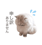 powa ＆ chami（個別スタンプ：13）