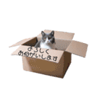 powa ＆ chami（個別スタンプ：19）
