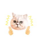 powa ＆ chami（個別スタンプ：20）