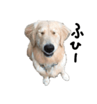 犬な日々、時々にゃおーん（個別スタンプ：1）