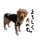 犬な日々、時々にゃおーん（個別スタンプ：2）