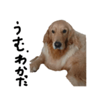 犬な日々、時々にゃおーん（個別スタンプ：3）