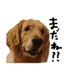 犬な日々、時々にゃおーん（個別スタンプ：4）