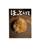 犬な日々、時々にゃおーん（個別スタンプ：6）