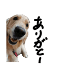 犬な日々、時々にゃおーん（個別スタンプ：7）