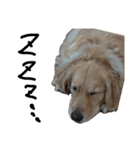 犬な日々、時々にゃおーん（個別スタンプ：8）