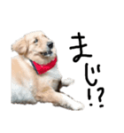 犬な日々、時々にゃおーん（個別スタンプ：9）