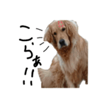 犬な日々、時々にゃおーん（個別スタンプ：11）