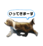 ビアデッドコリーのスタンプ3（個別スタンプ：30）