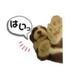 ビアデッドコリーのスタンプ3（個別スタンプ：34）