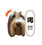 ビアデッドコリーのスタンプ3（個別スタンプ：35）