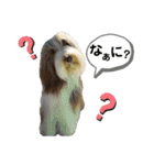 ビアデッドコリーのスタンプ3（個別スタンプ：37）