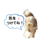 ビアデッドコリーのスタンプ3（個別スタンプ：40）