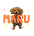 MARU0326（個別スタンプ：1）