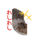 私のハリネズミ（個別スタンプ：4）