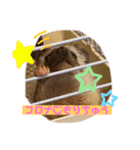 私のハリネズミ（個別スタンプ：5）