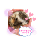 私のハリネズミ（個別スタンプ：6）