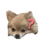 忠犬ももこ❤️（個別スタンプ：1）