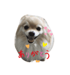 忠犬ももこ❤️（個別スタンプ：2）
