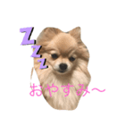 忠犬ももこ❤️（個別スタンプ：3）