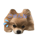 忠犬ももこ❤️（個別スタンプ：4）