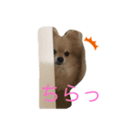 忠犬ももこ❤️（個別スタンプ：5）
