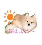 忠犬ももこ❤️（個別スタンプ：6）