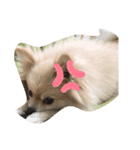 忠犬ももこ❤️（個別スタンプ：7）