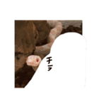 うちのへび（個別スタンプ：7）