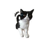 白黒 ^._.^ はちわれ猫（個別スタンプ：4）
