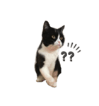 白黒 ^._.^ はちわれ猫（個別スタンプ：5）