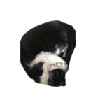 白黒 ^._.^ はちわれ猫（個別スタンプ：6）