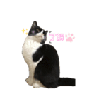 白黒 ^._.^ はちわれ猫（個別スタンプ：8）
