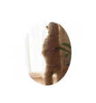 mofumofudogs5（個別スタンプ：4）