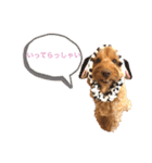 mofumofudogs5（個別スタンプ：13）